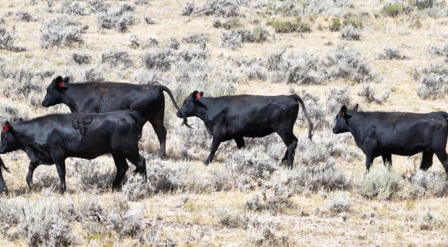 150 Black Angus Bred Heifers BH821B5